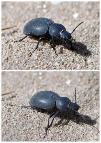 Tentyria mucronata